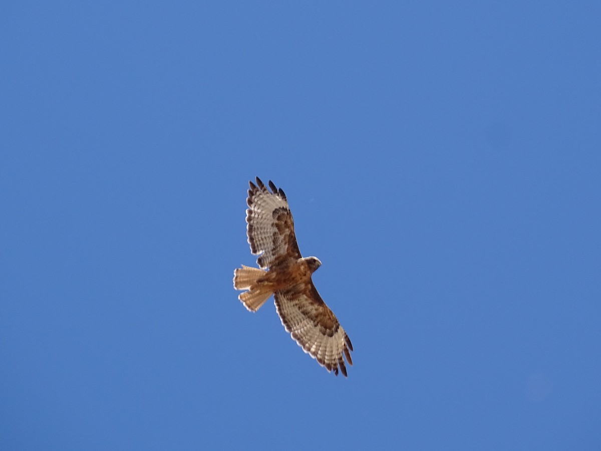 Red-tailed Hawk - ML620616468