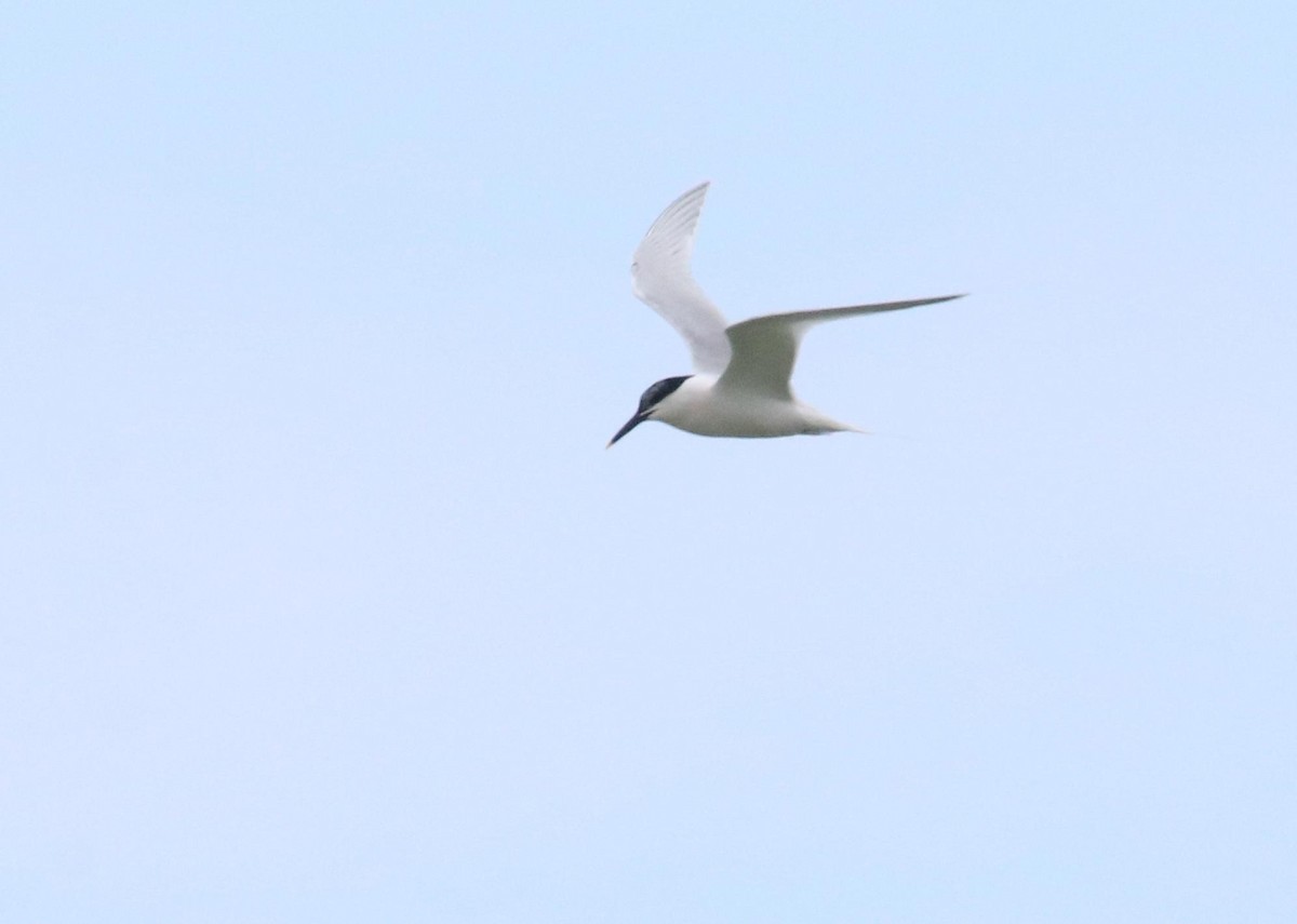 Sandwich Tern - ML620616469