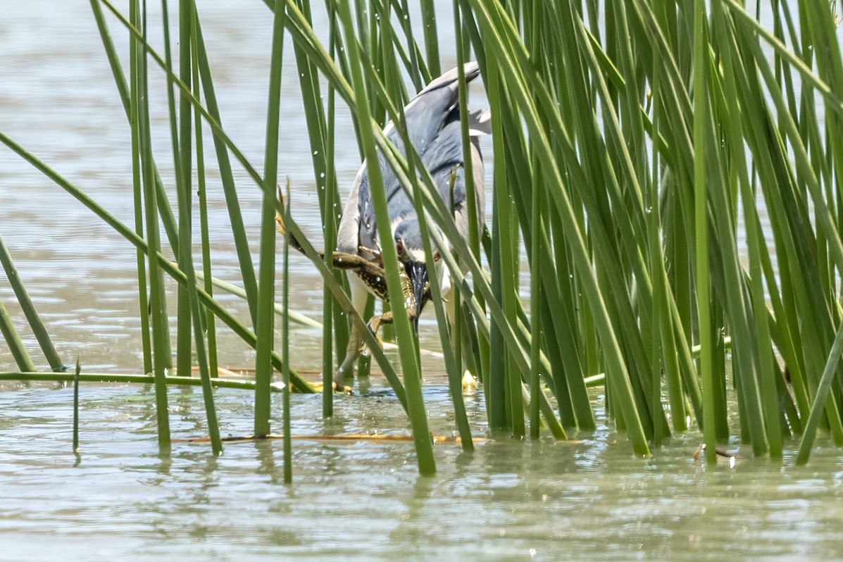 Black-crowned Night Heron - ML620616471