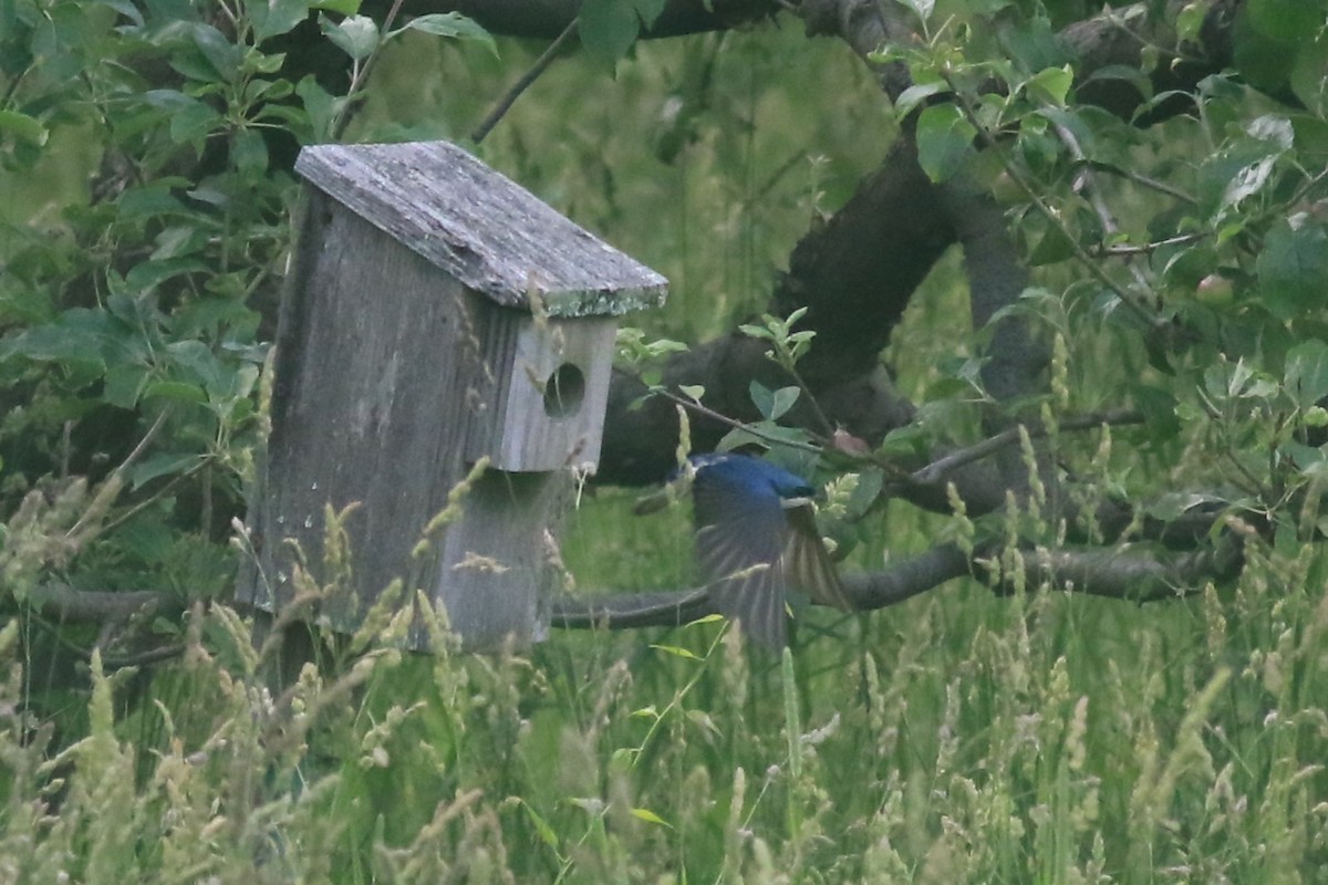 Tree Swallow - ML620616472