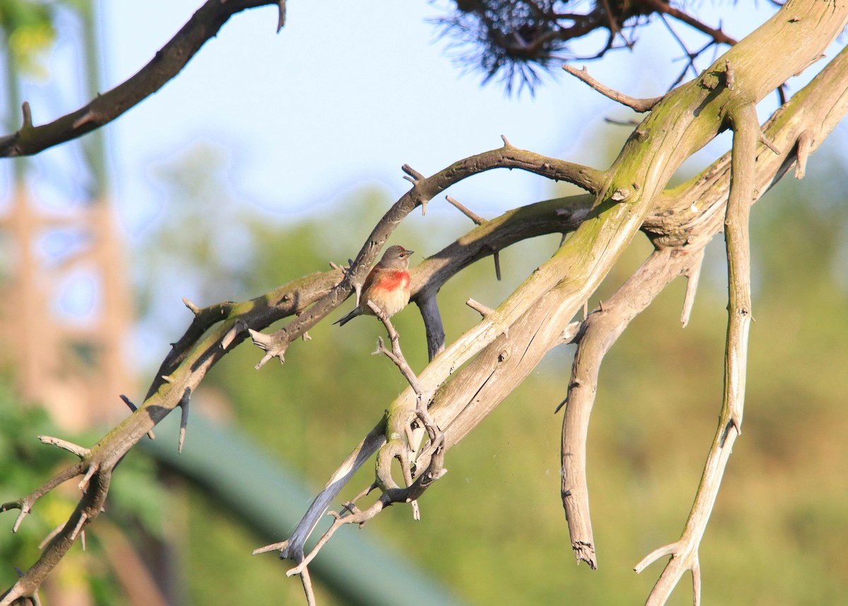 Eurasian Linnet - ML620616473