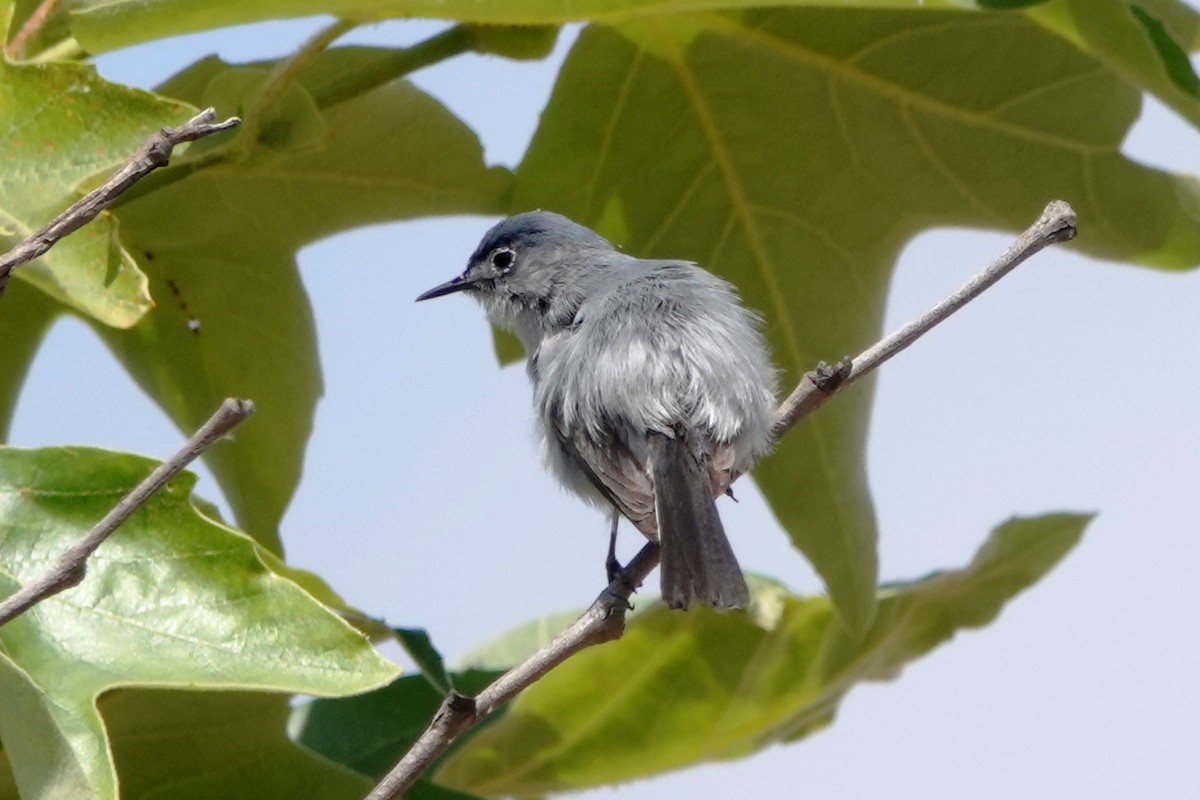 Blue-gray Gnatcatcher - ML620616475