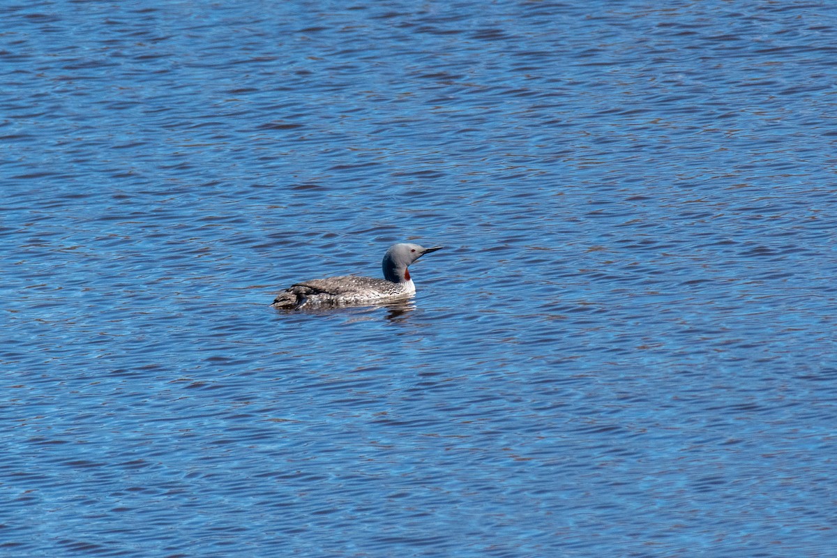 Red-throated Loon - ML620616479