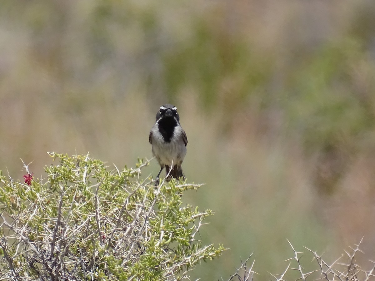 Black-throated Sparrow - Teri Ligon