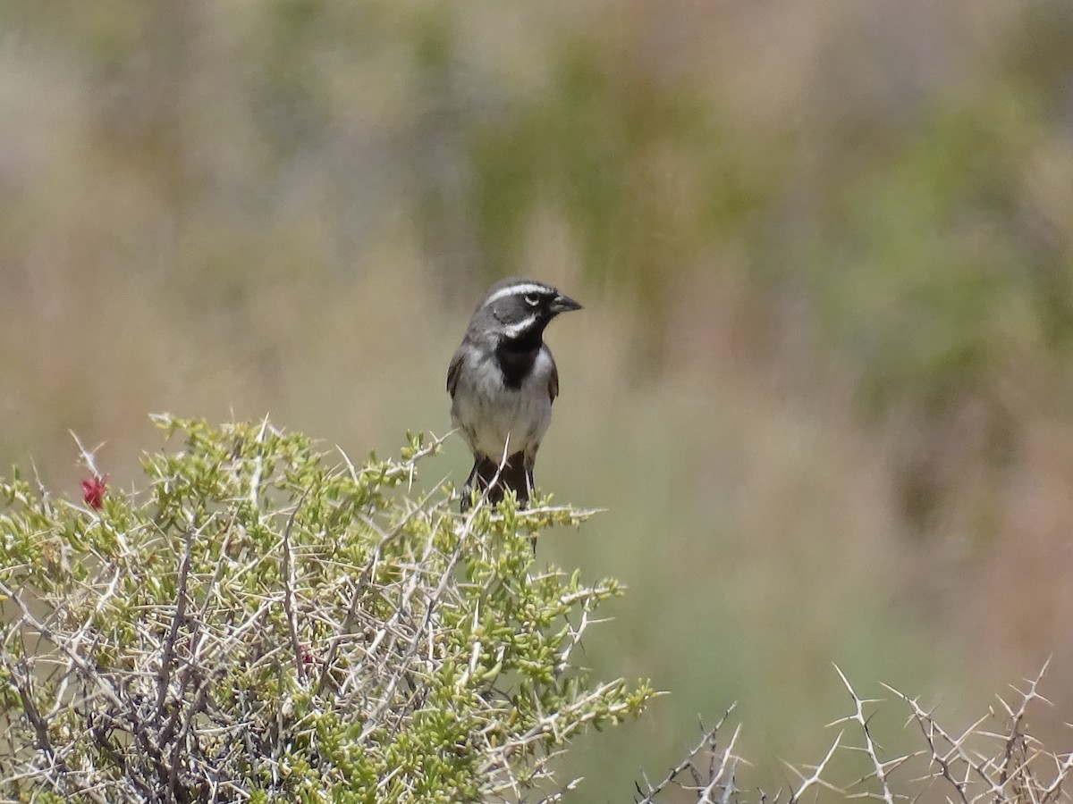 Black-throated Sparrow - Teri Ligon