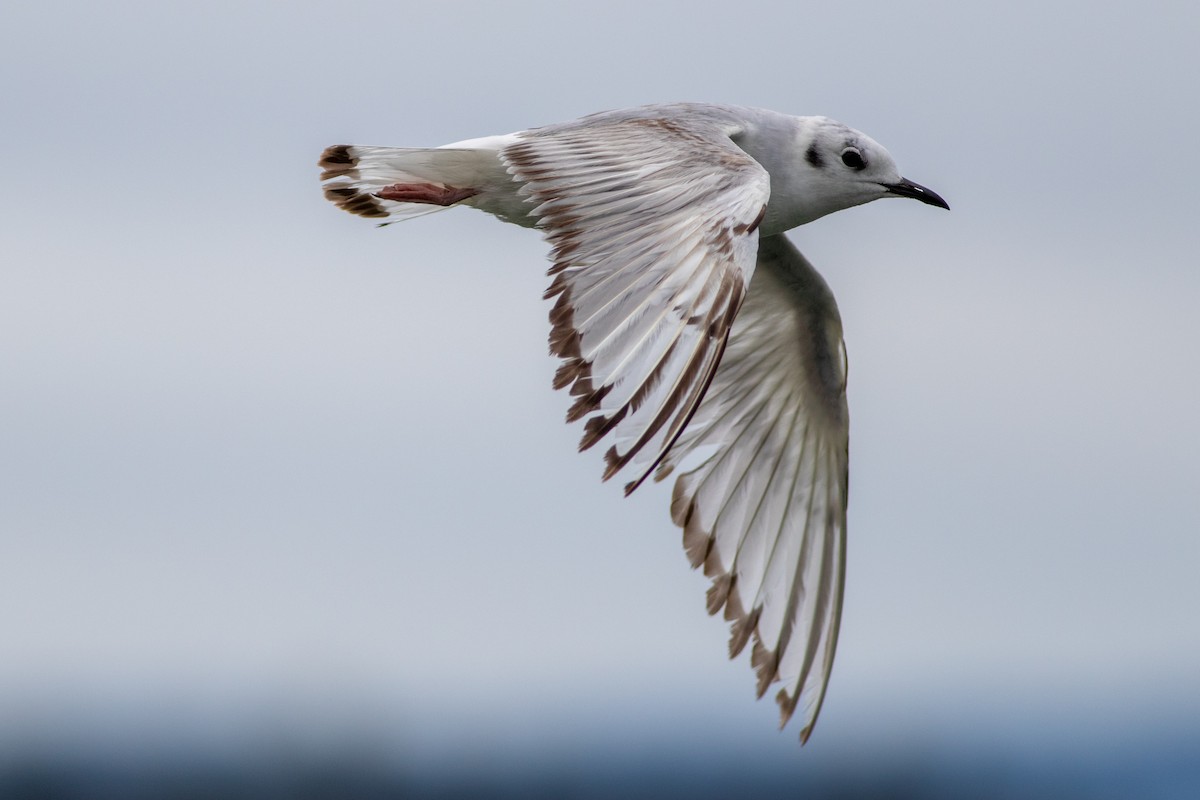 Bonaparte's Gull - ML620616491