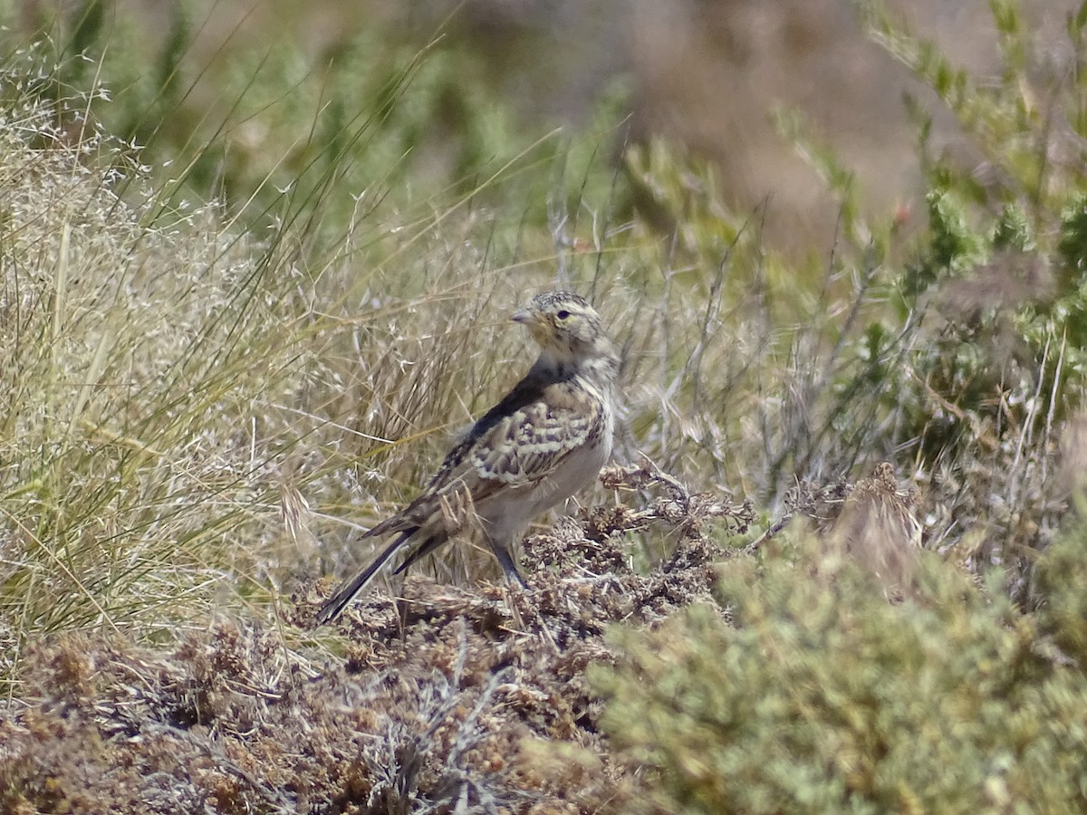 Horned Lark - ML620616494