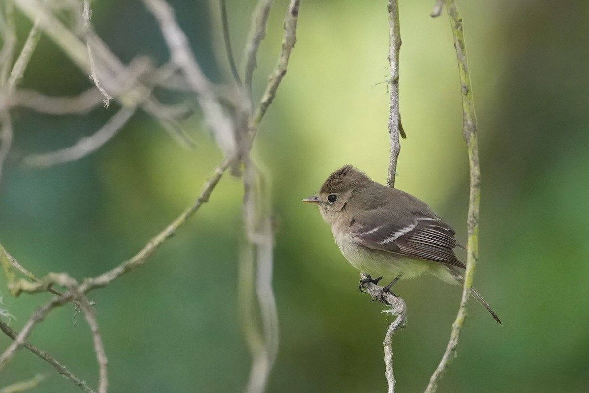 Western Flycatcher (Pacific-slope) - ML620616497