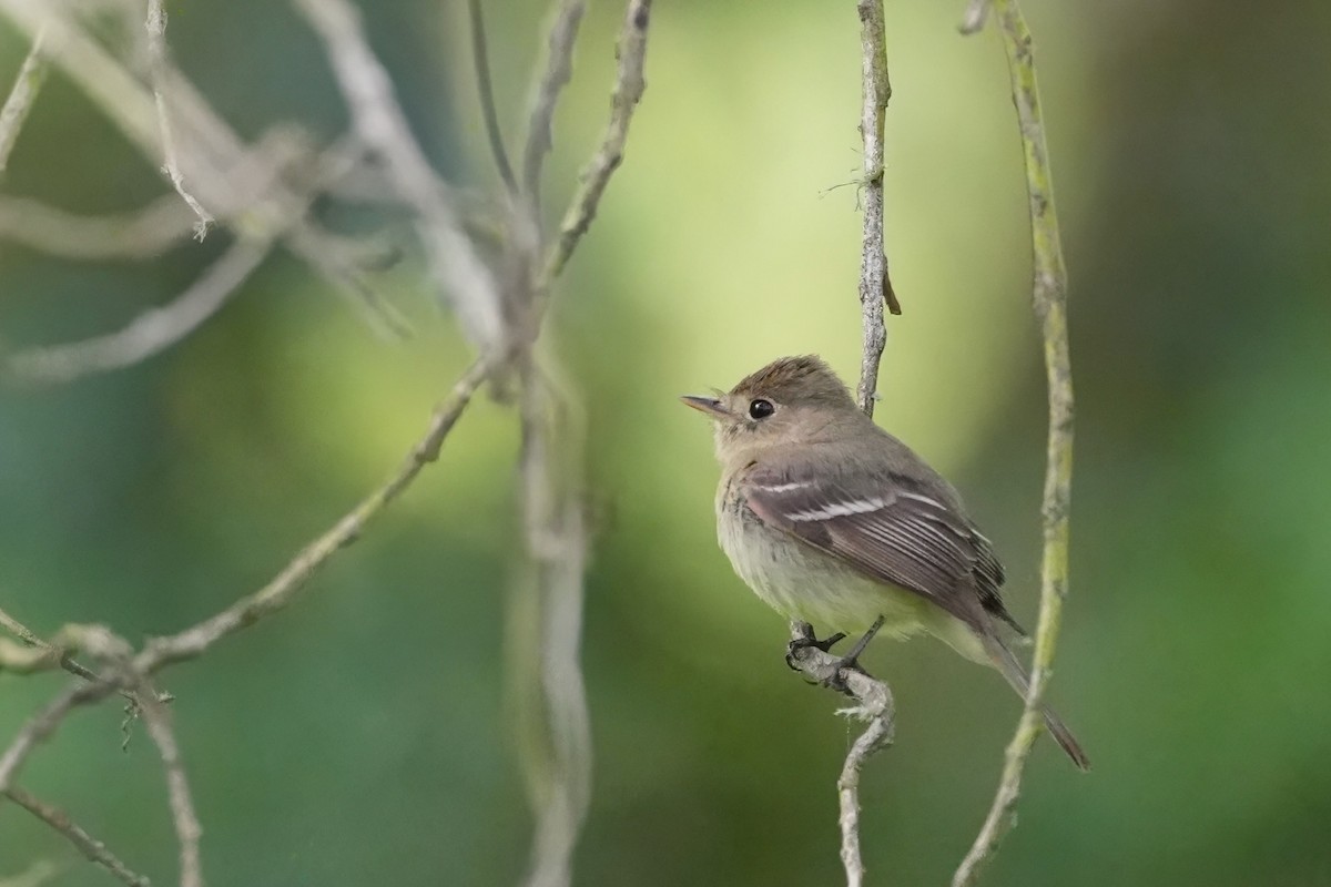 Western Flycatcher (Pacific-slope) - ML620616499