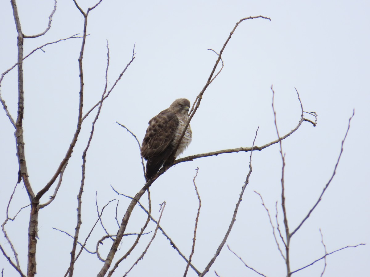 Broad-winged Hawk - ML620616503