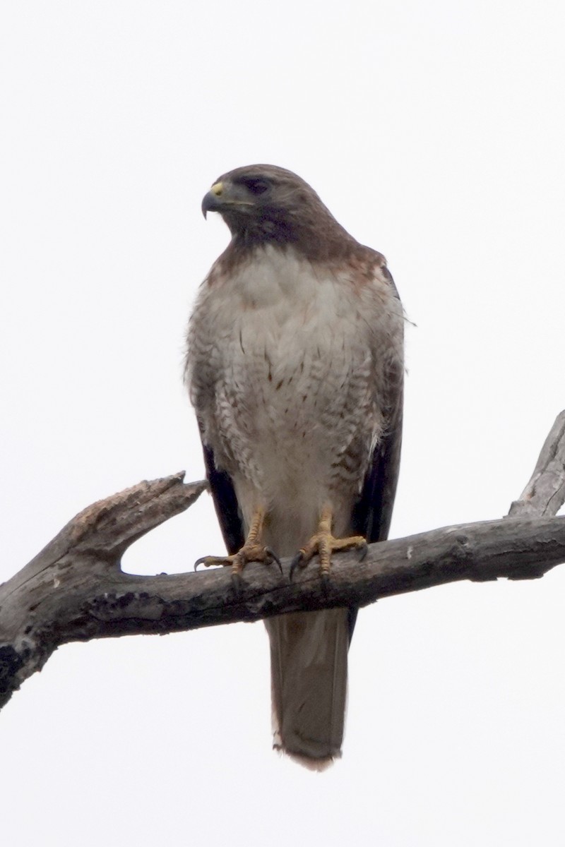 Red-tailed Hawk - ML620616505