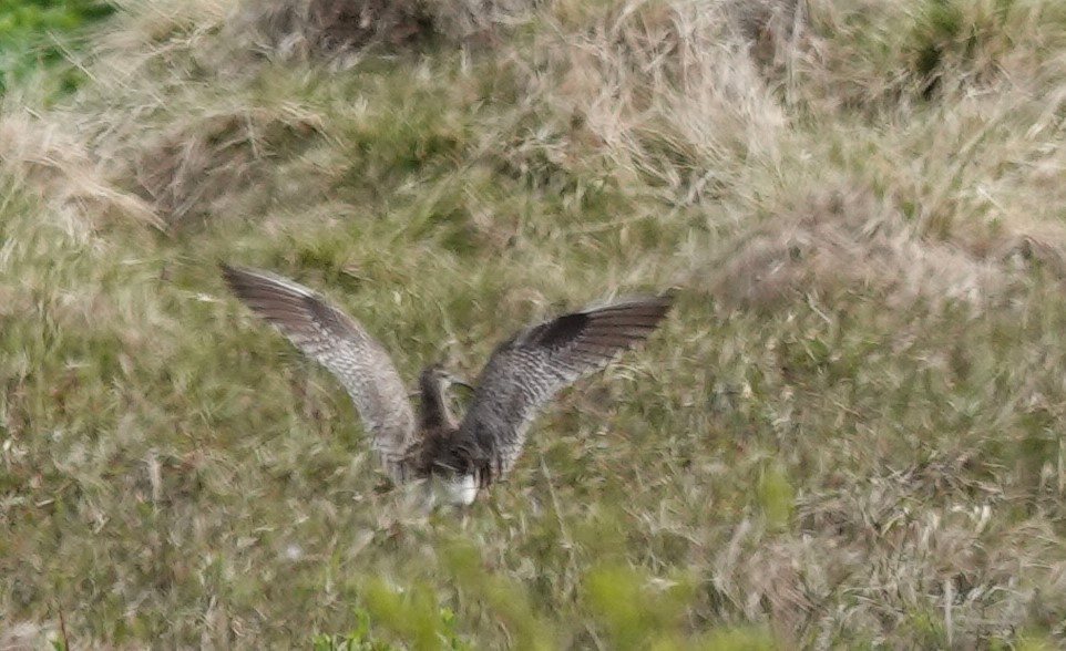 Whimbrel - ML620616512