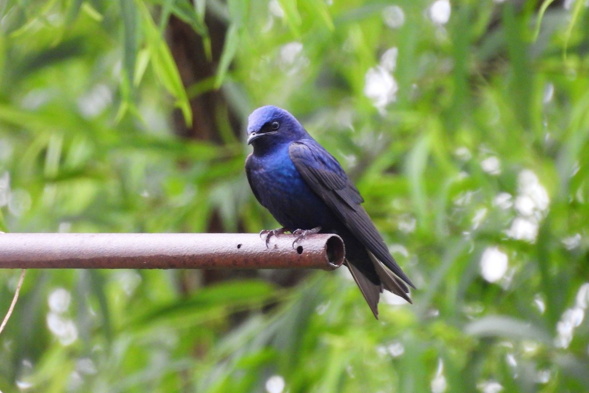 Golondrina Purpúrea - ML620616513