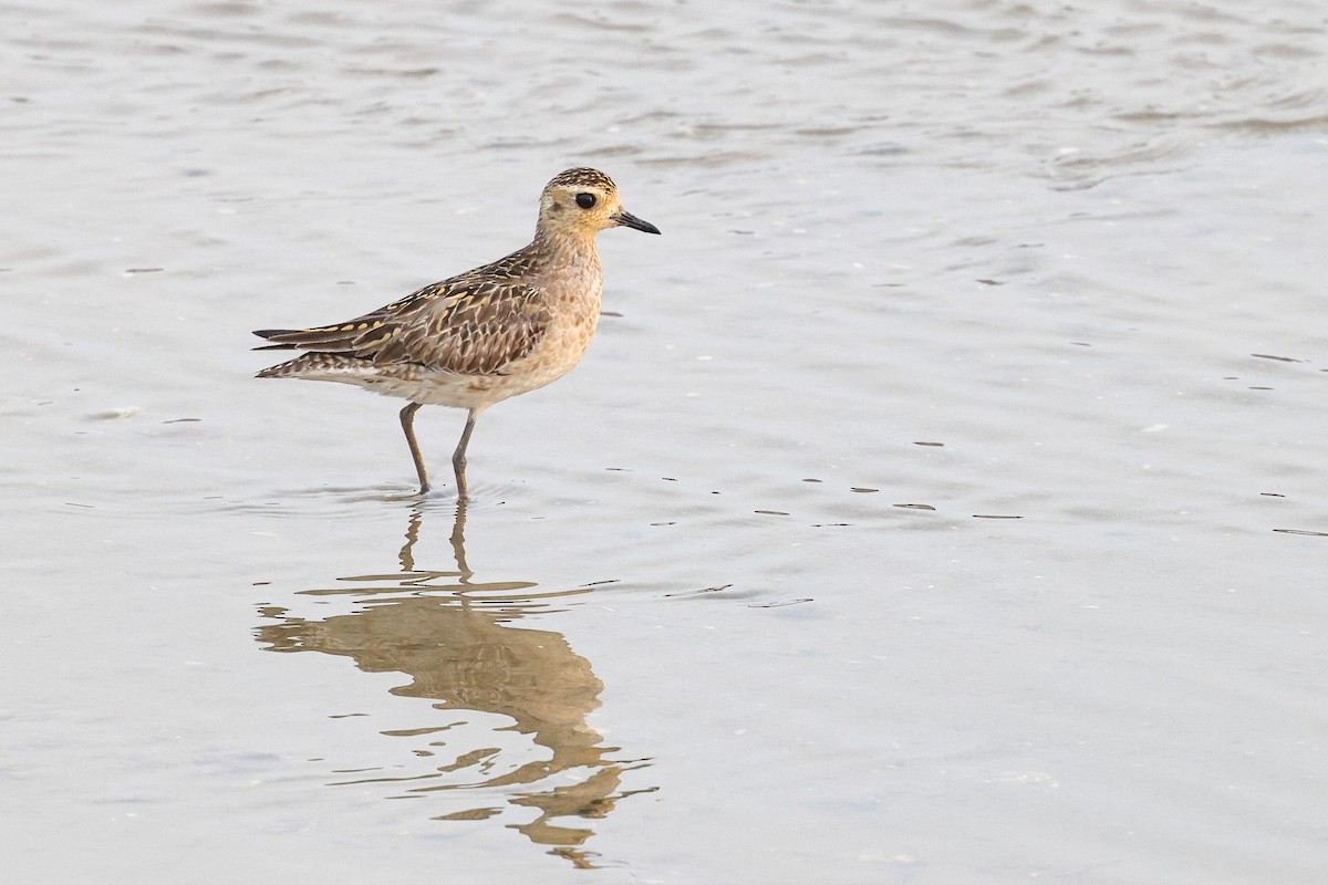 Pacific Golden-Plover - ML620616514