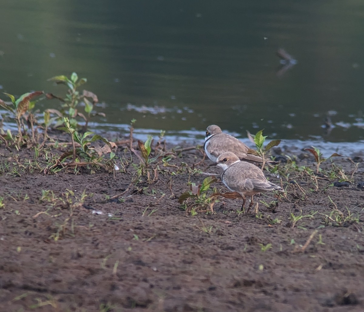 Little Ringed Plover - ML620616517