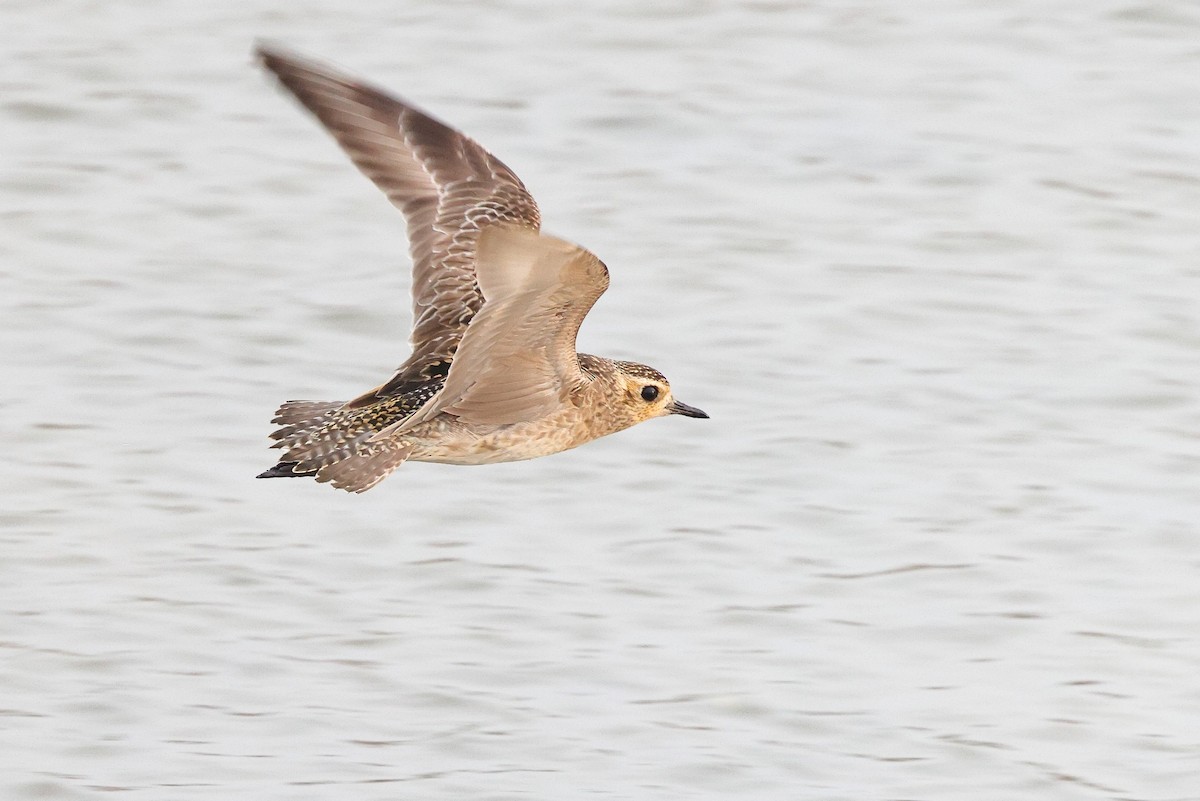 Chorlito Dorado Siberiano - ML620616519