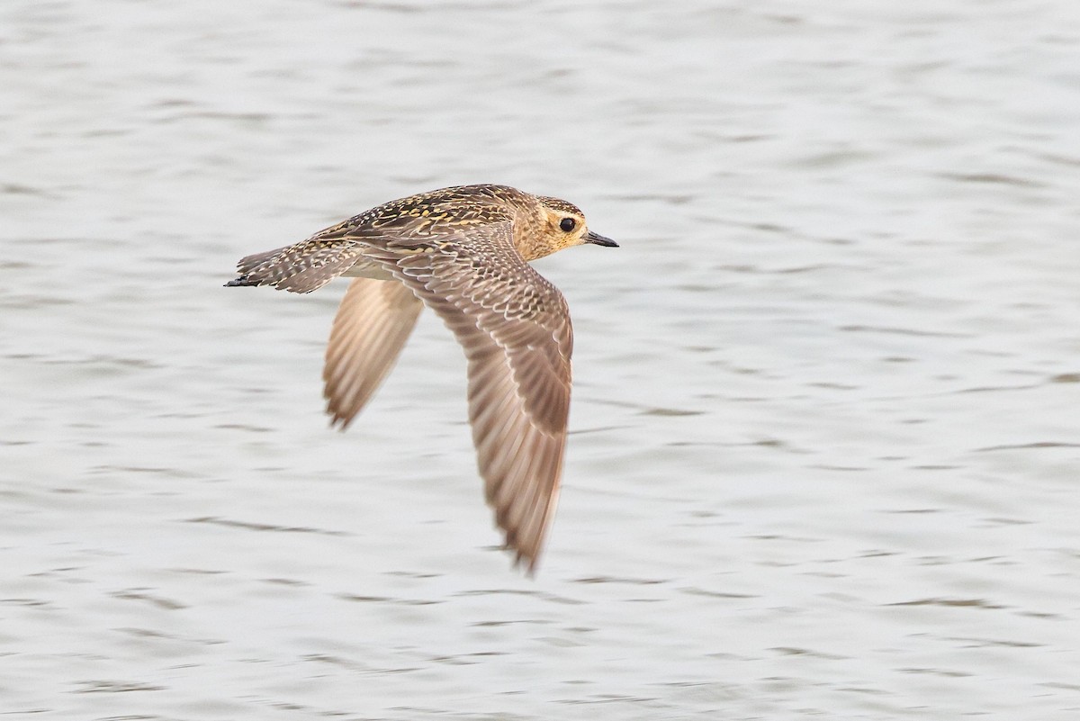 Pacific Golden-Plover - ML620616520