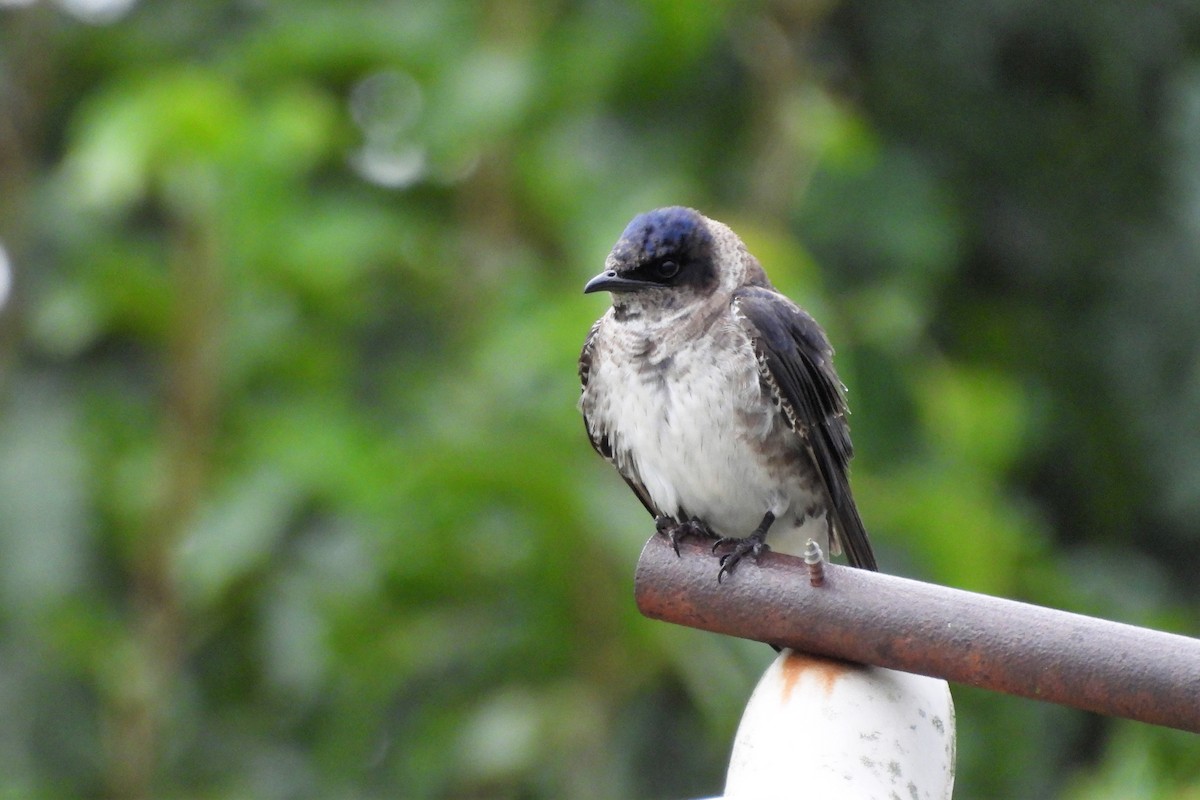 Purple Martin - ML620616522