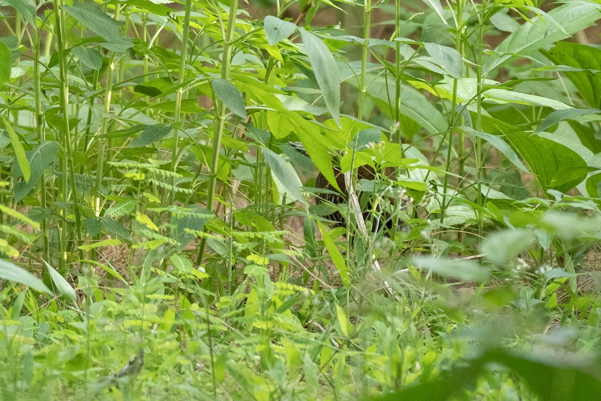 Guam Rail - ML620616524