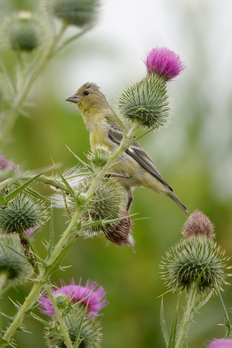 Lesser Goldfinch - Steve Neely