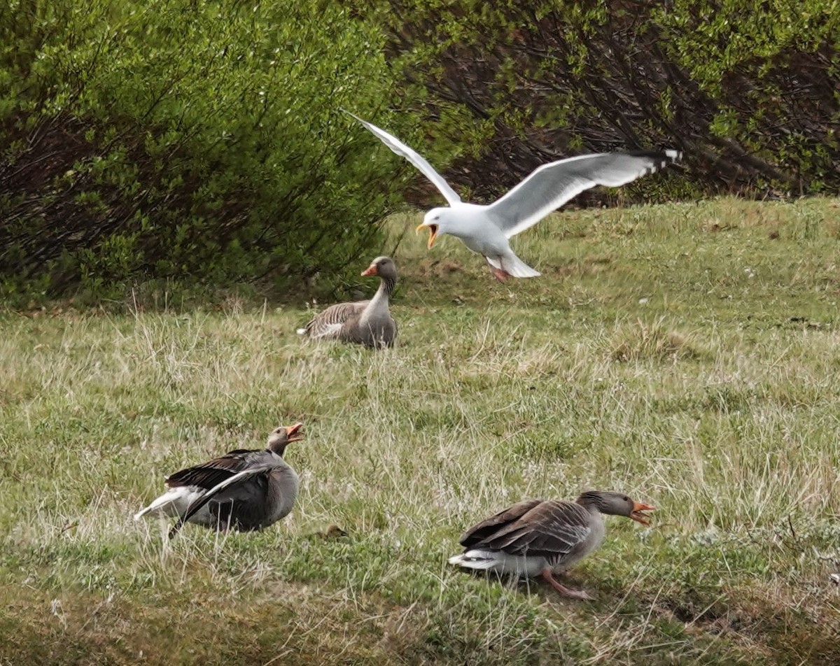 Herring Gull - ML620616527