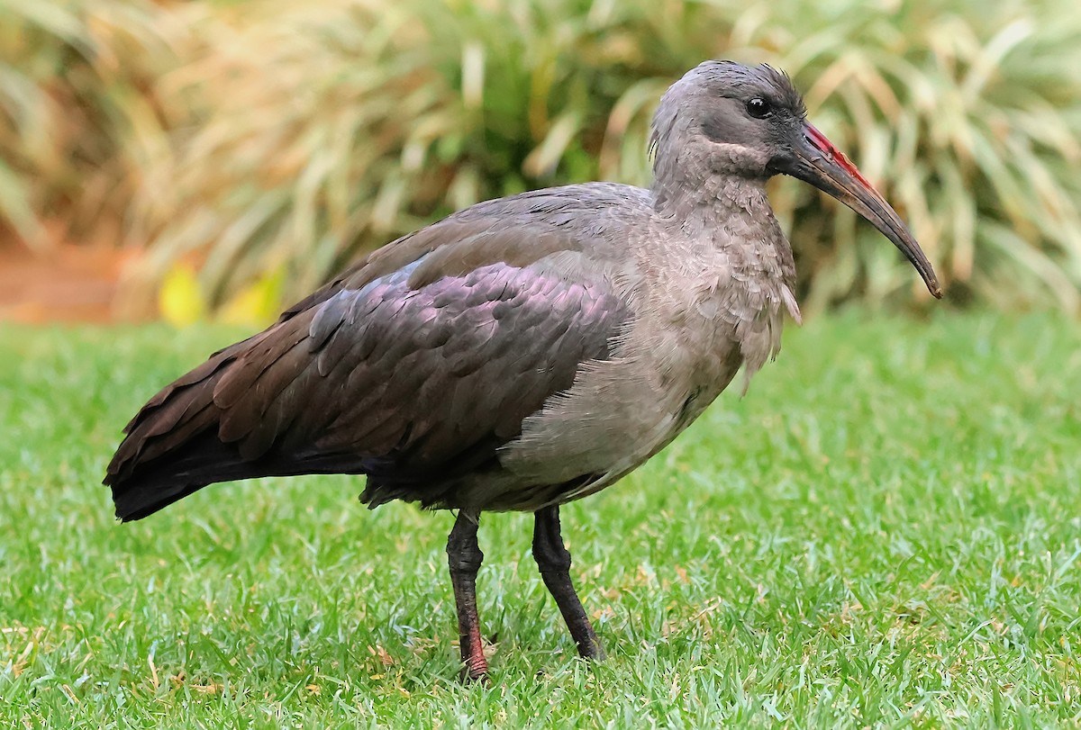 ibis hagedaš - ML620616528