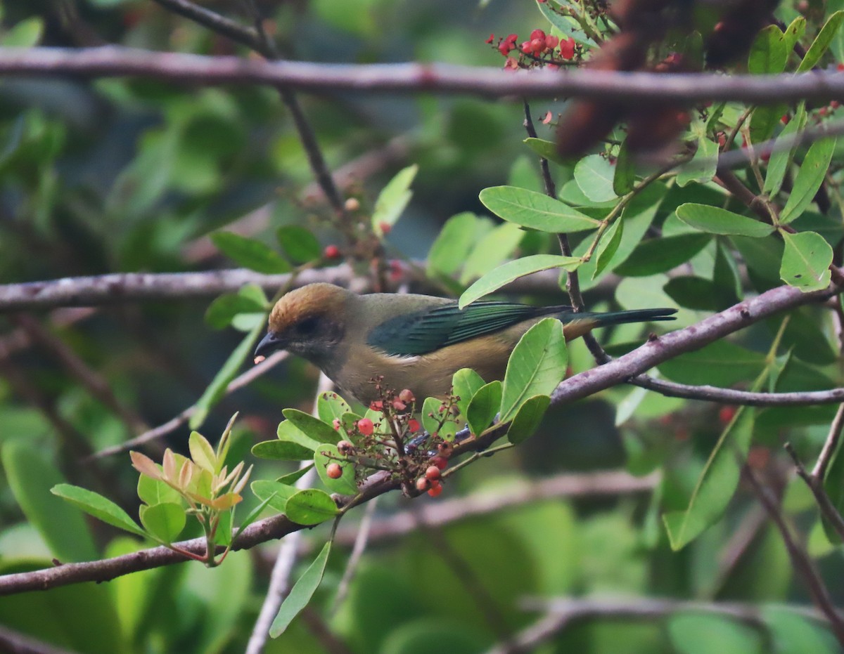 Burnished-buff Tanager - Marcos B. Pereira