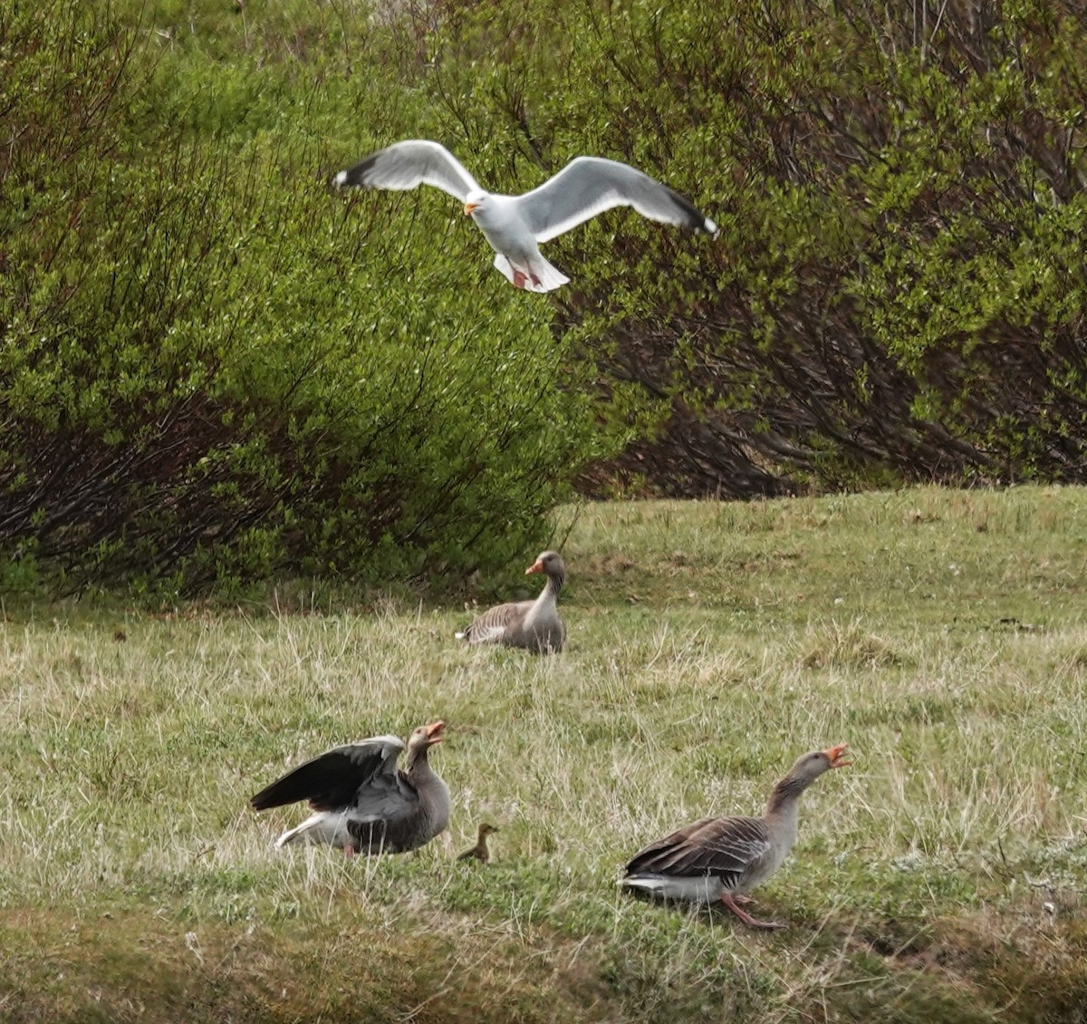 Gaviota Argéntea - ML620616533