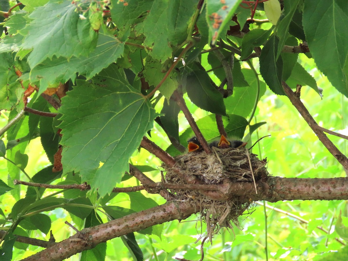 Willow Flycatcher - ML620616534