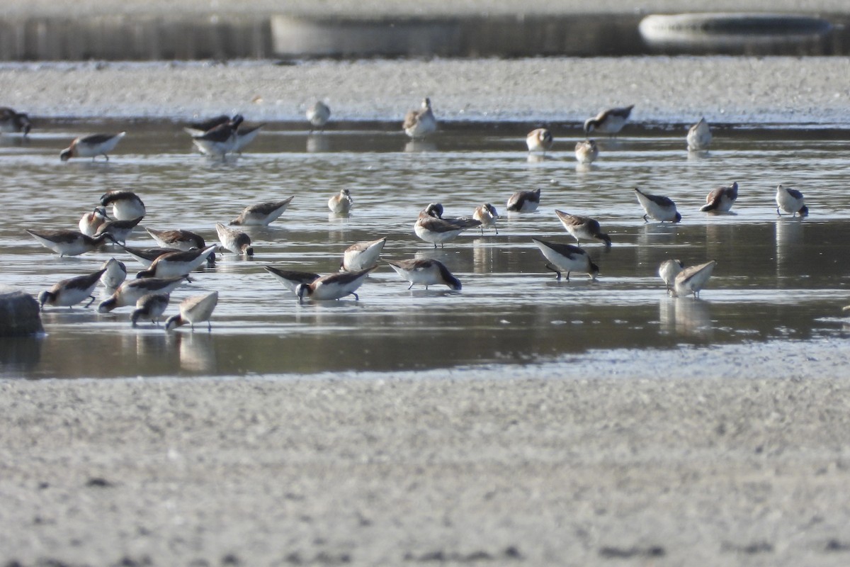 Phalarope de Wilson - ML620616538