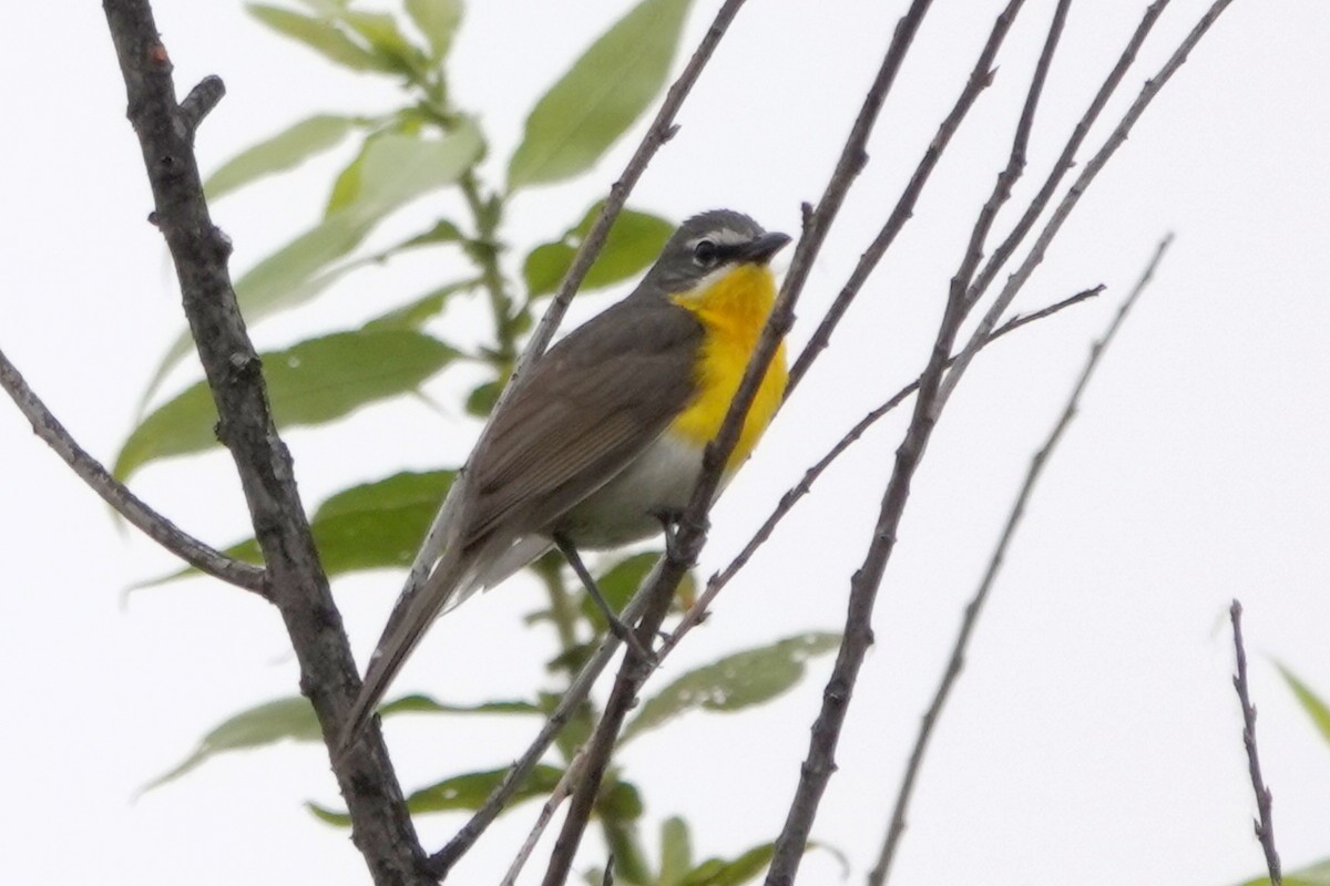Yellow-breasted Chat - ML620616539