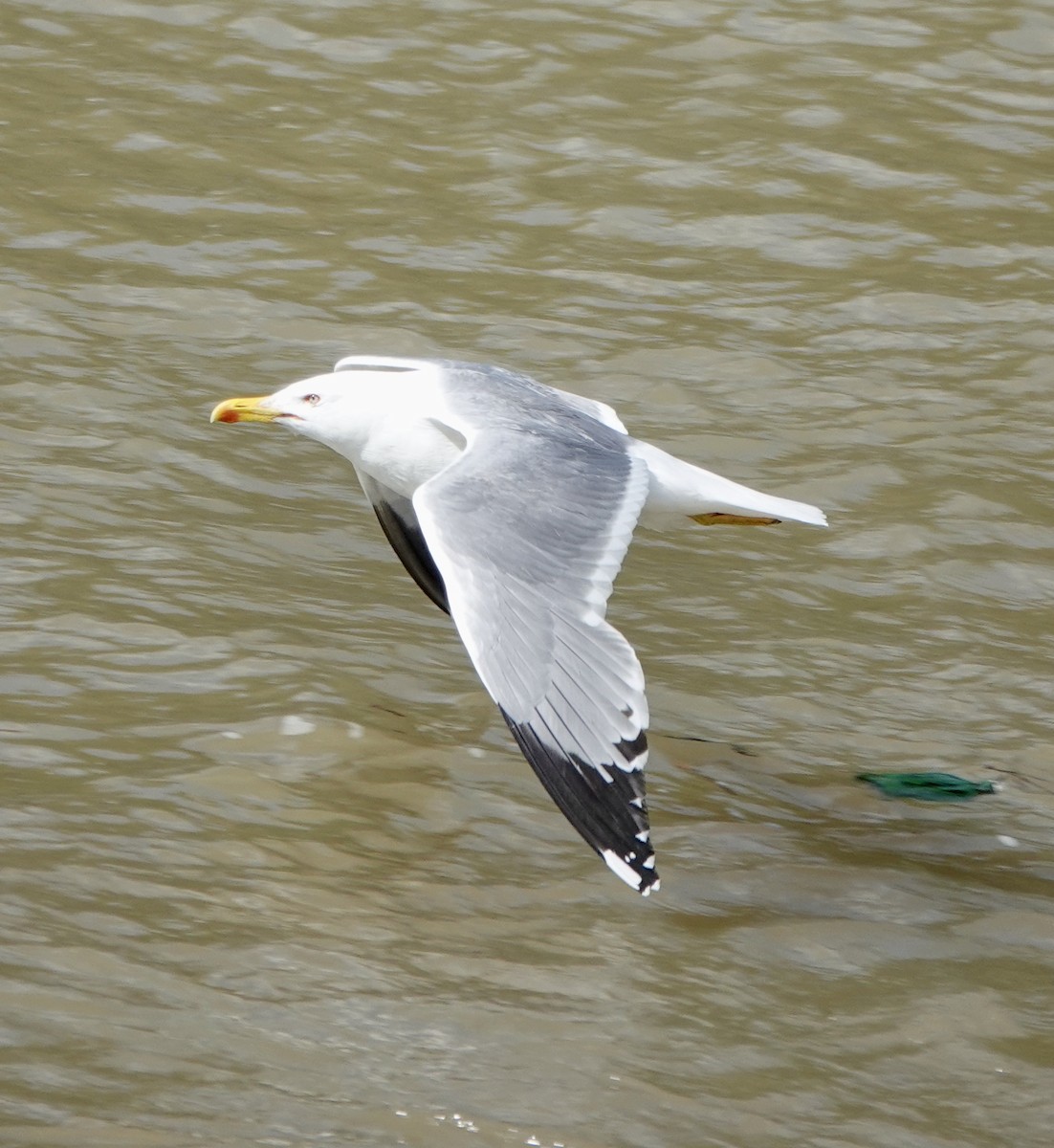 Yellow-legged Gull - ML620616540