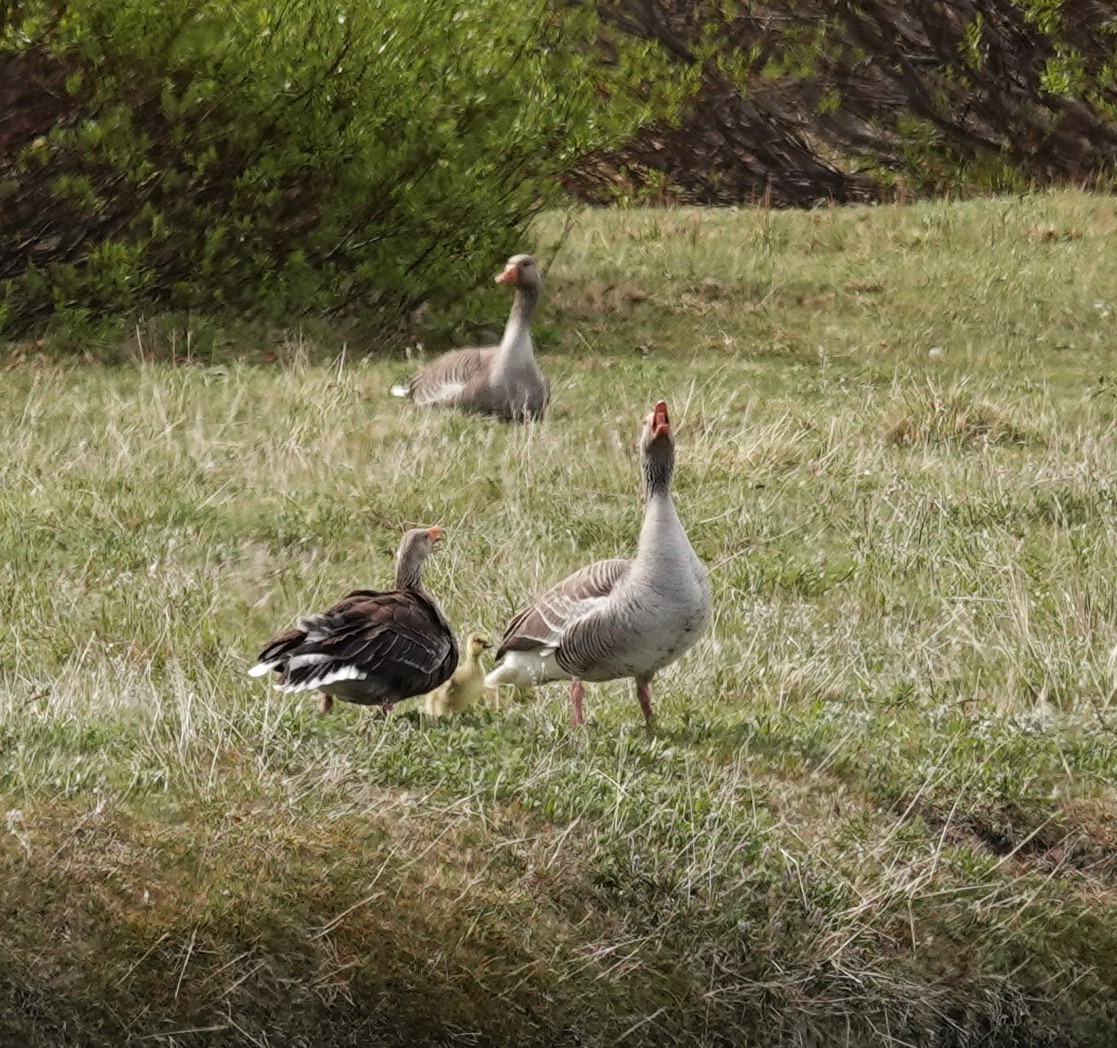 Graylag Goose - Diane Stinson