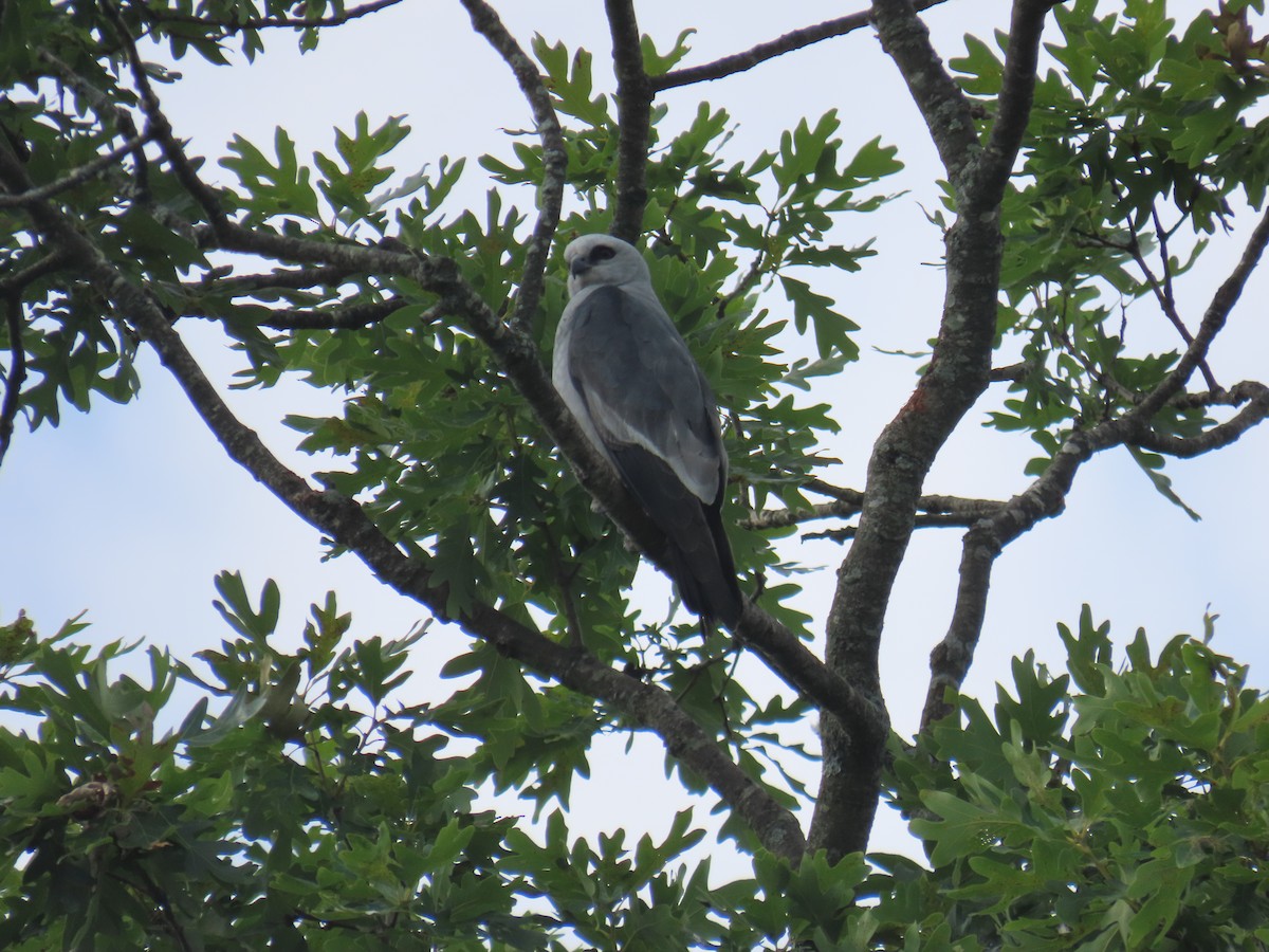 Mississippi Kite - ML620616543