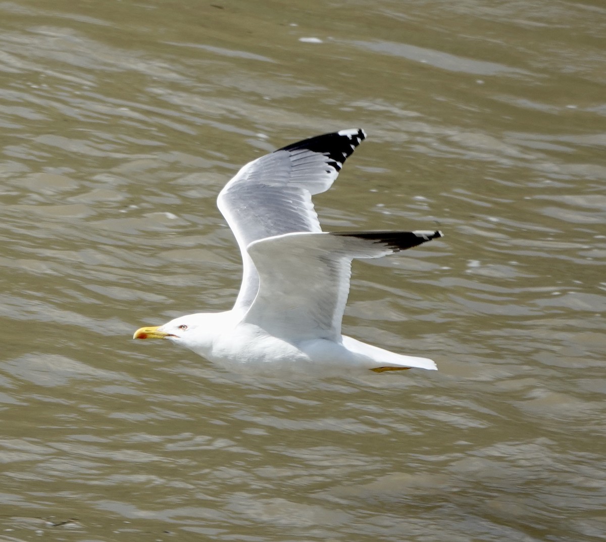 Yellow-legged Gull - ML620616544
