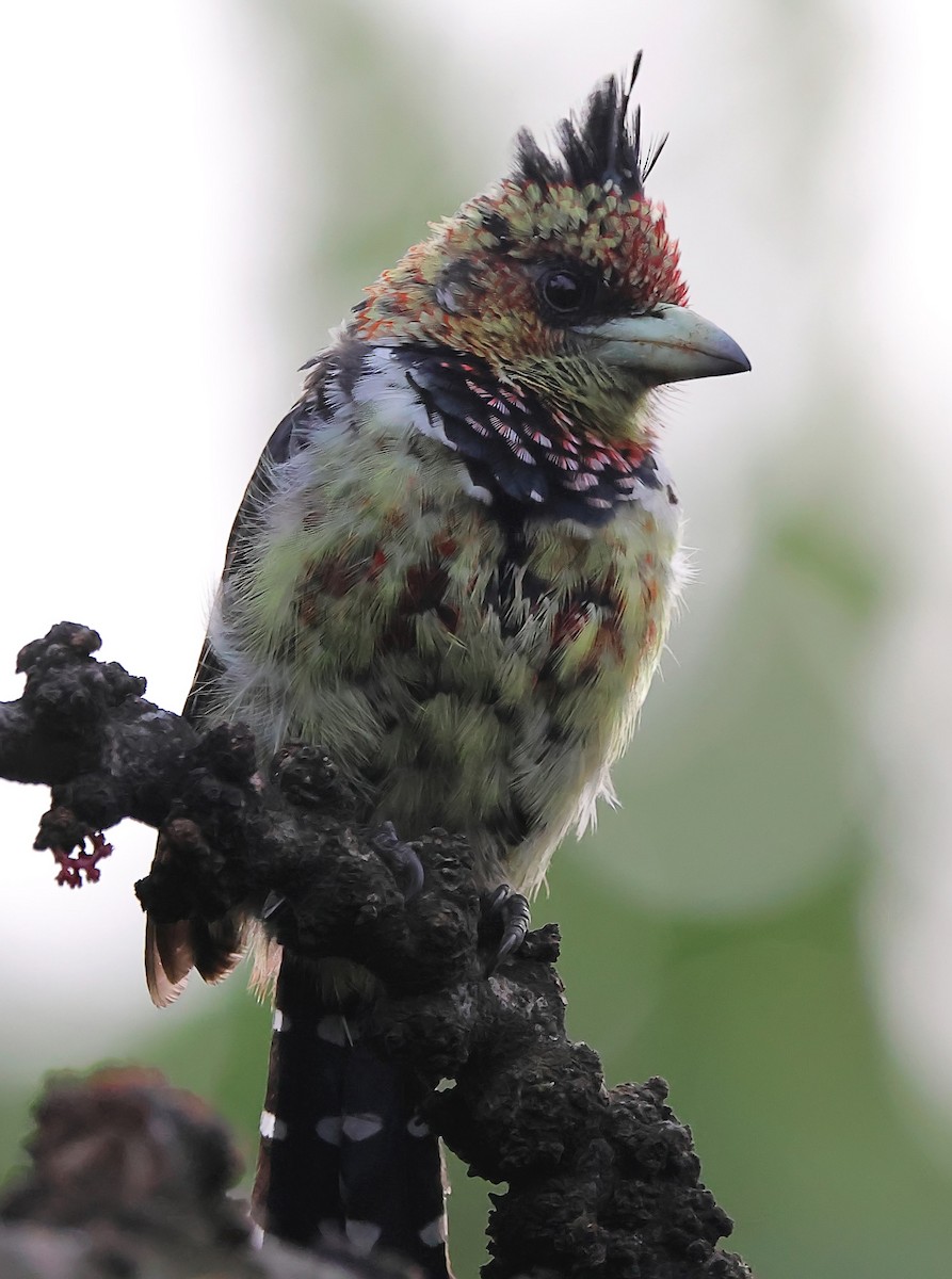 Crested Barbet - ML620616550