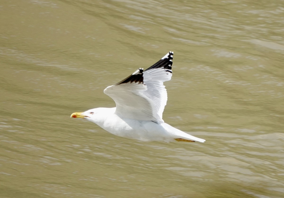 Yellow-legged Gull - ML620616552