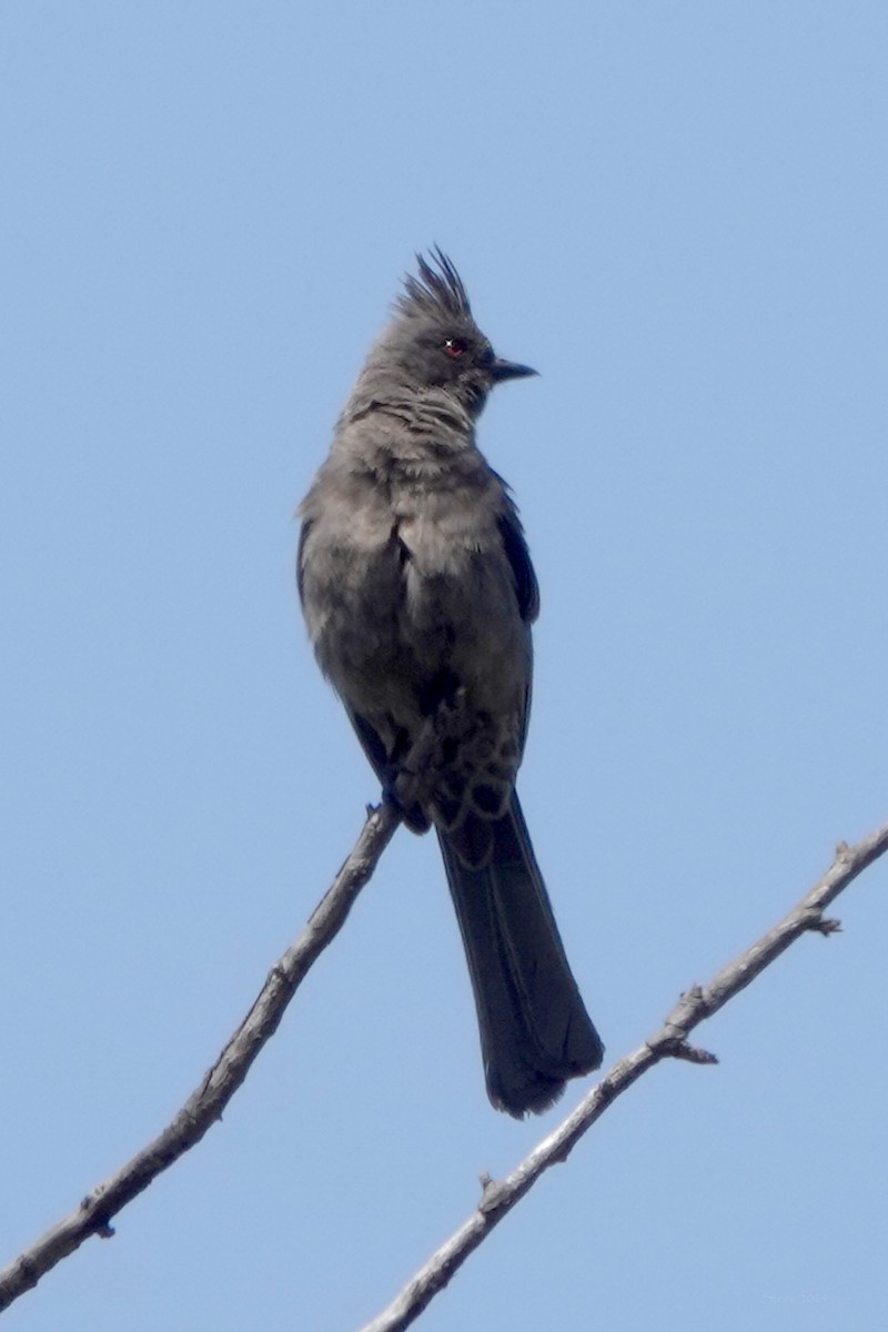 Capulinero Negro - ML620616553