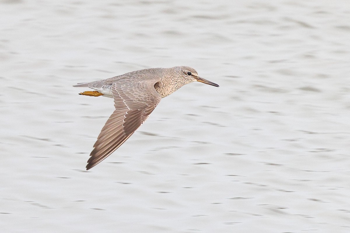 Gray-tailed Tattler - ML620616554