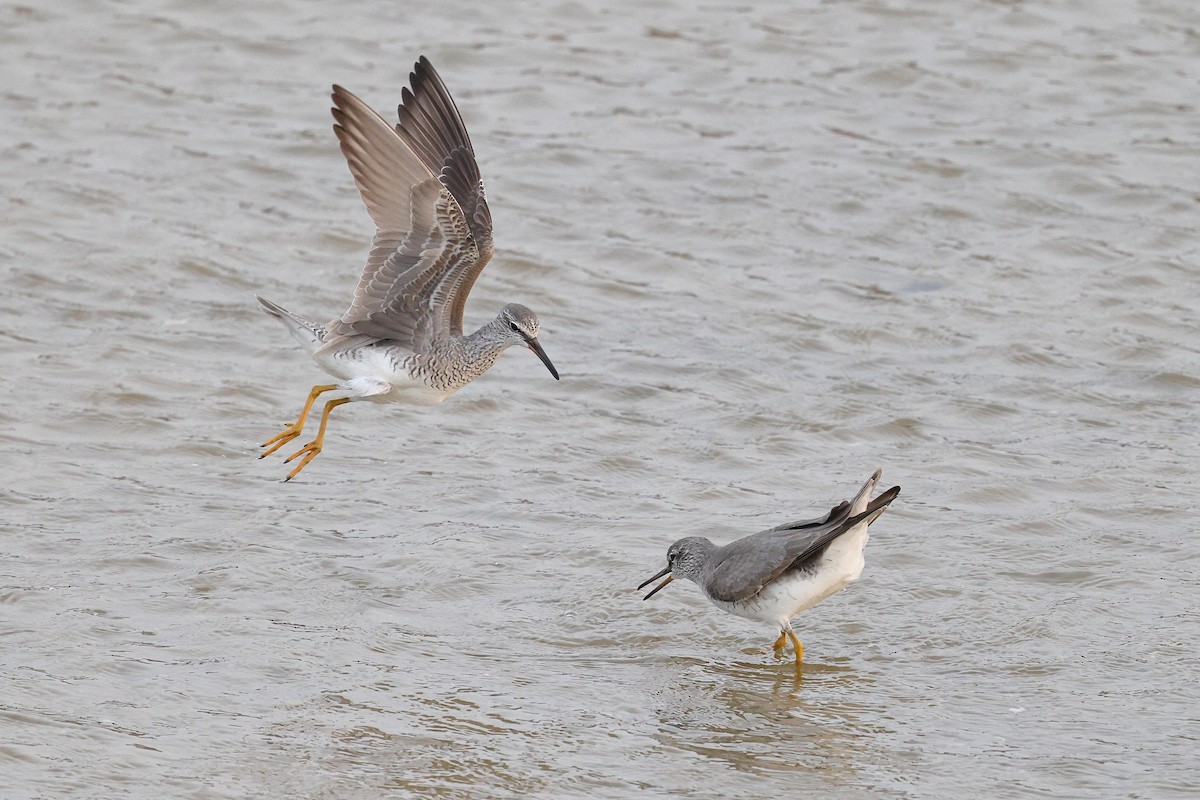 Gray-tailed Tattler - ML620616557