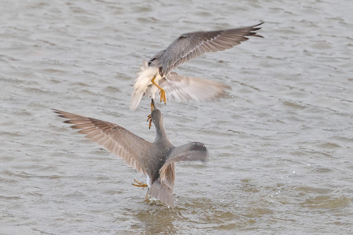 Gray-tailed Tattler - ML620616559