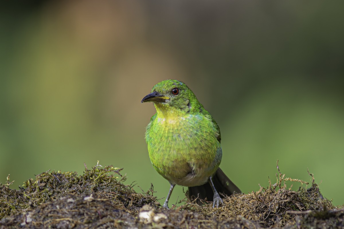 Green Honeycreeper - ML620616560