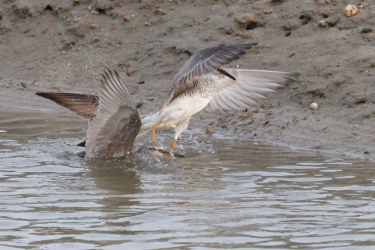 Grauschwanz-Wasserläufer - ML620616563