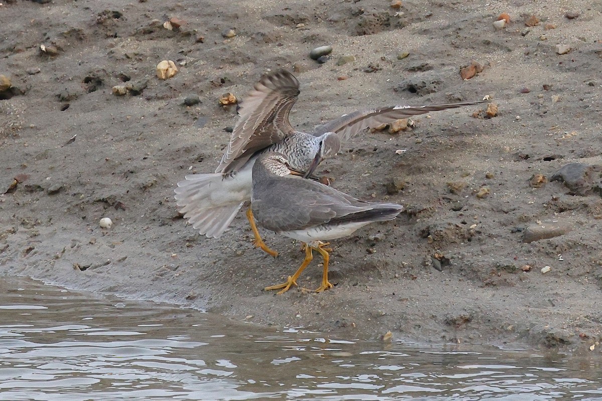 Grauschwanz-Wasserläufer - ML620616565