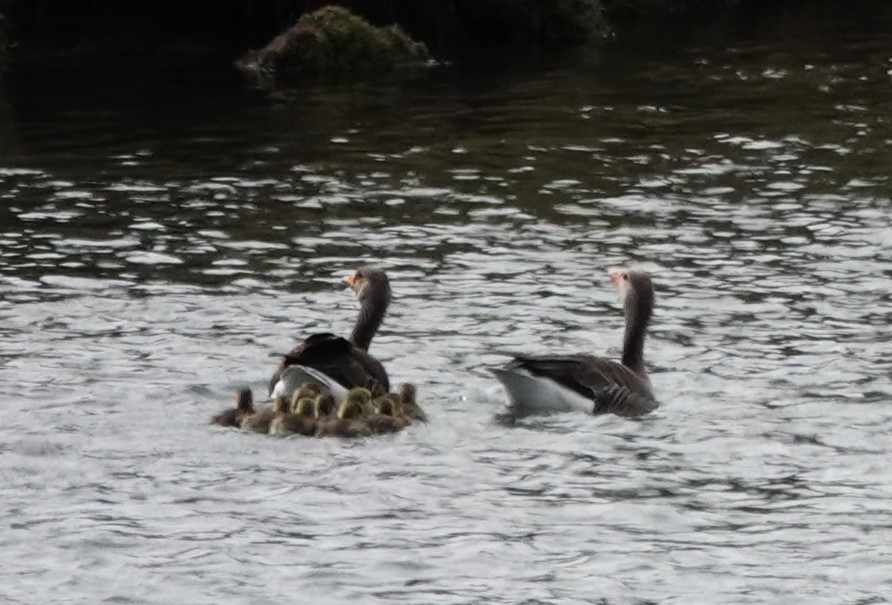 Graylag Goose - ML620616567