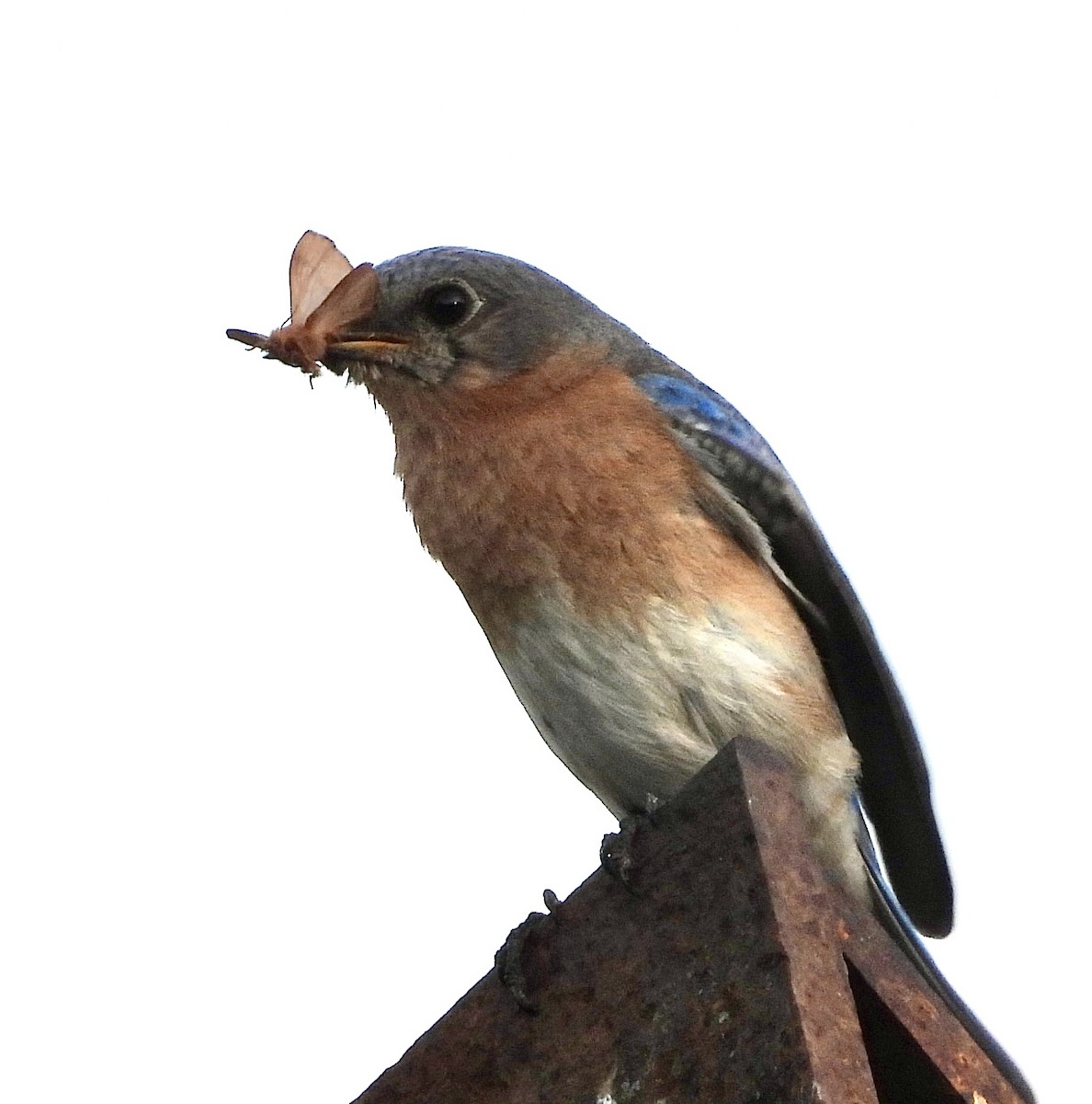 Eastern Bluebird - ML620616568