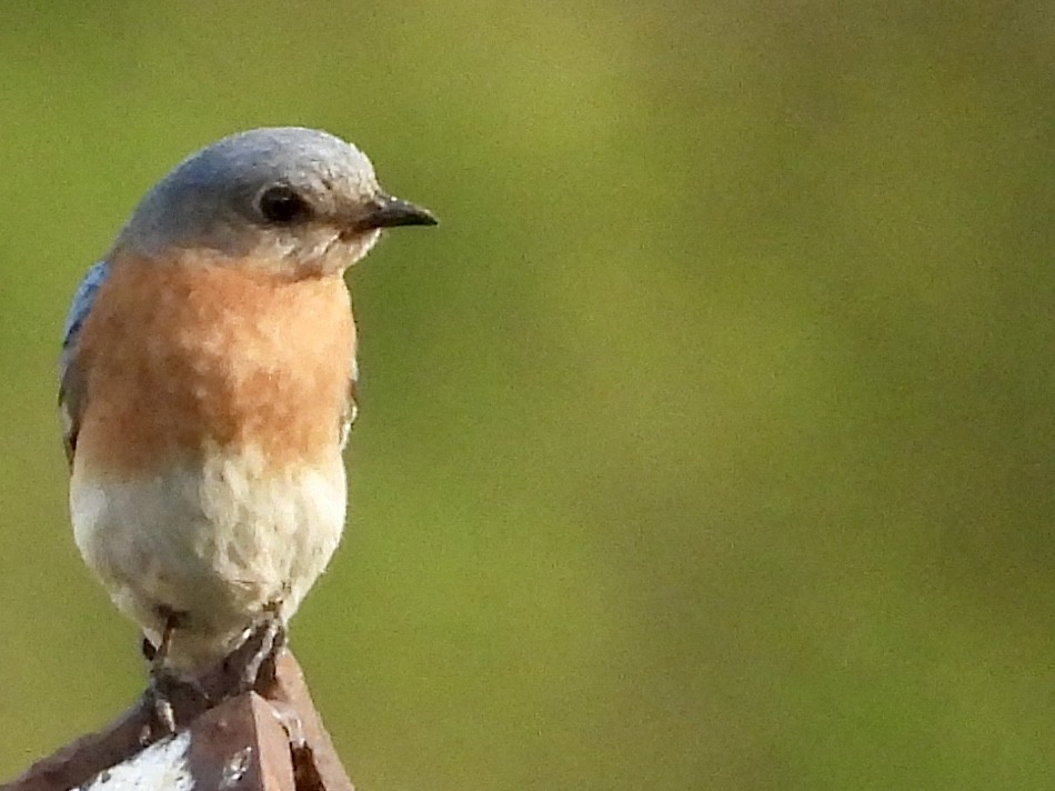 Eastern Bluebird - ML620616569