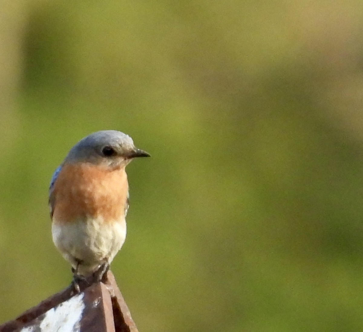 Eastern Bluebird - ML620616570