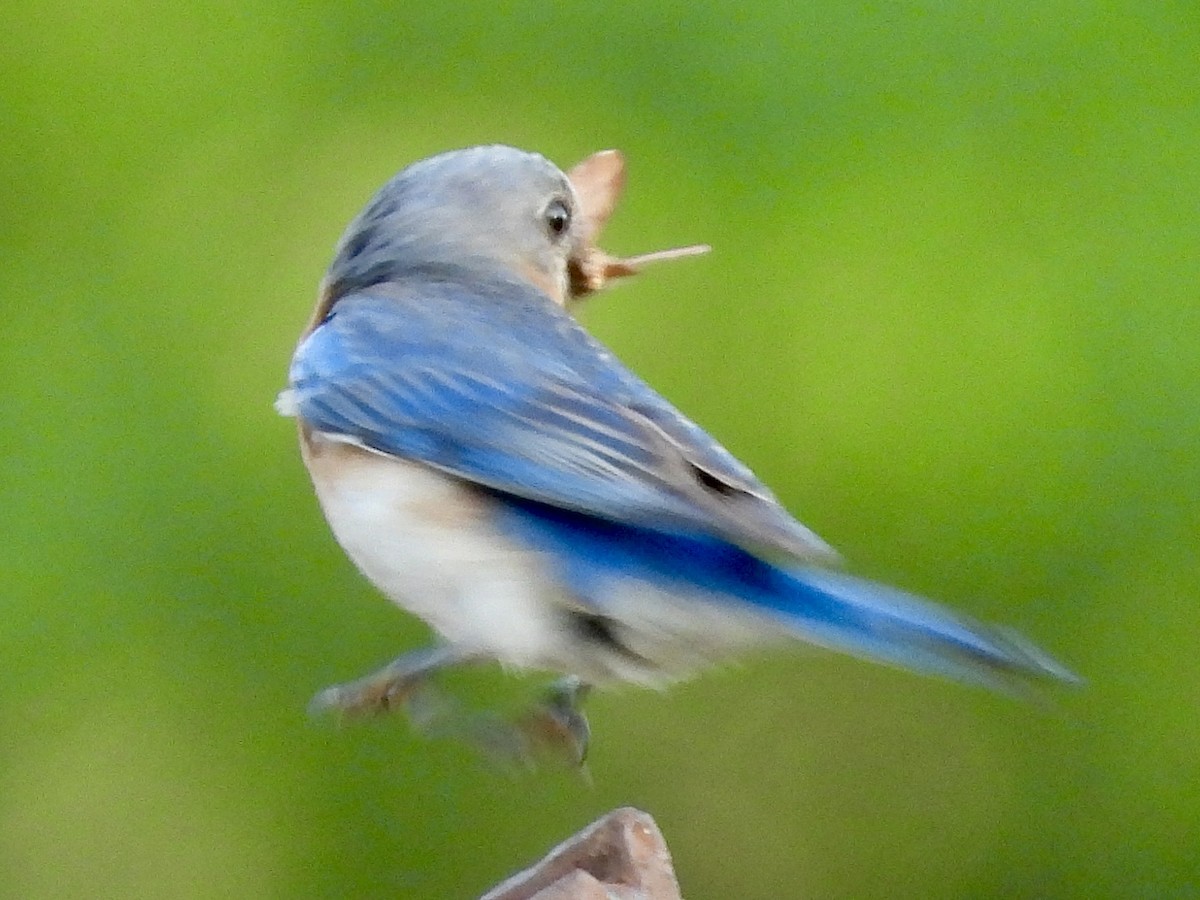 Eastern Bluebird - ML620616571