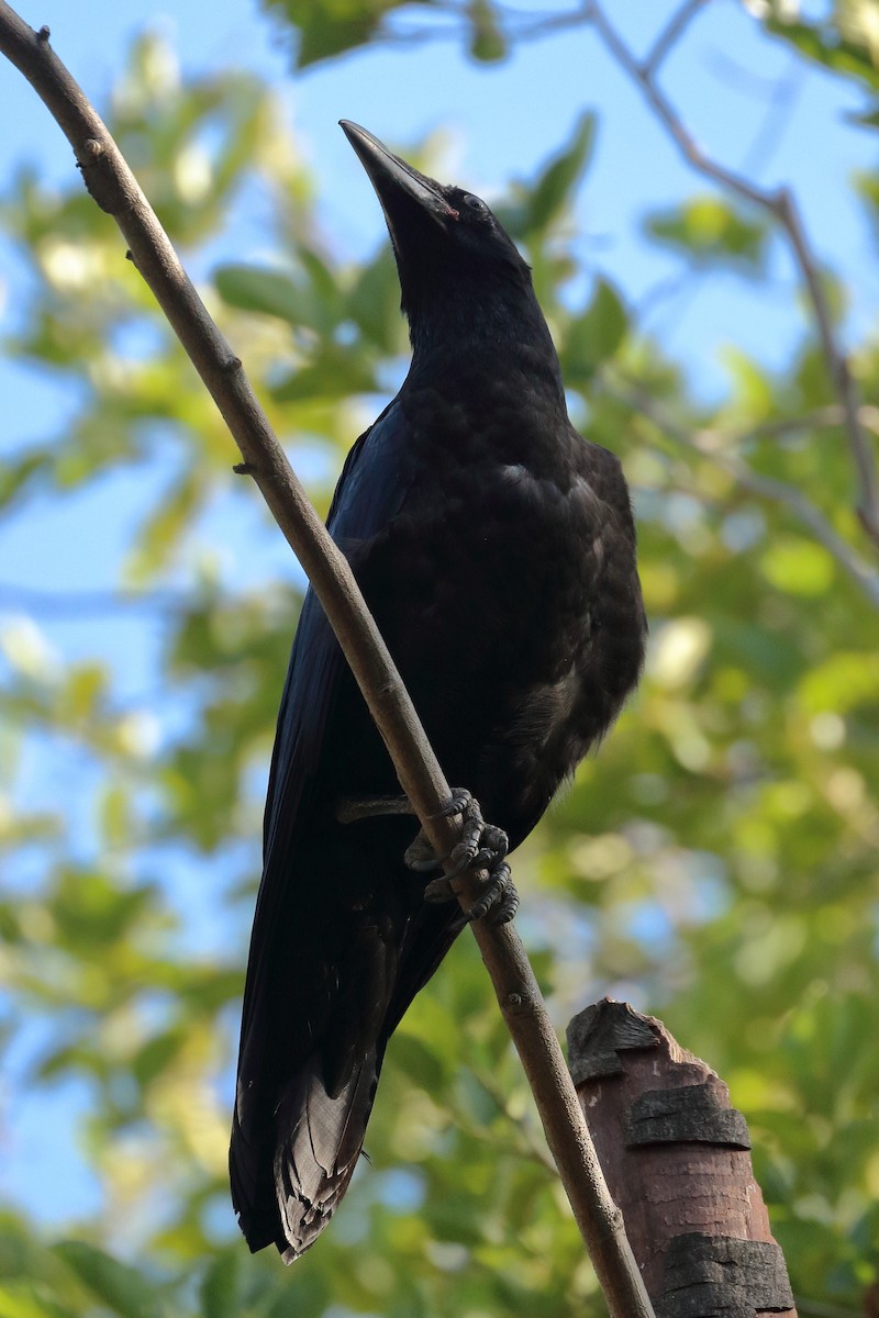 Common Raven - ML620616575